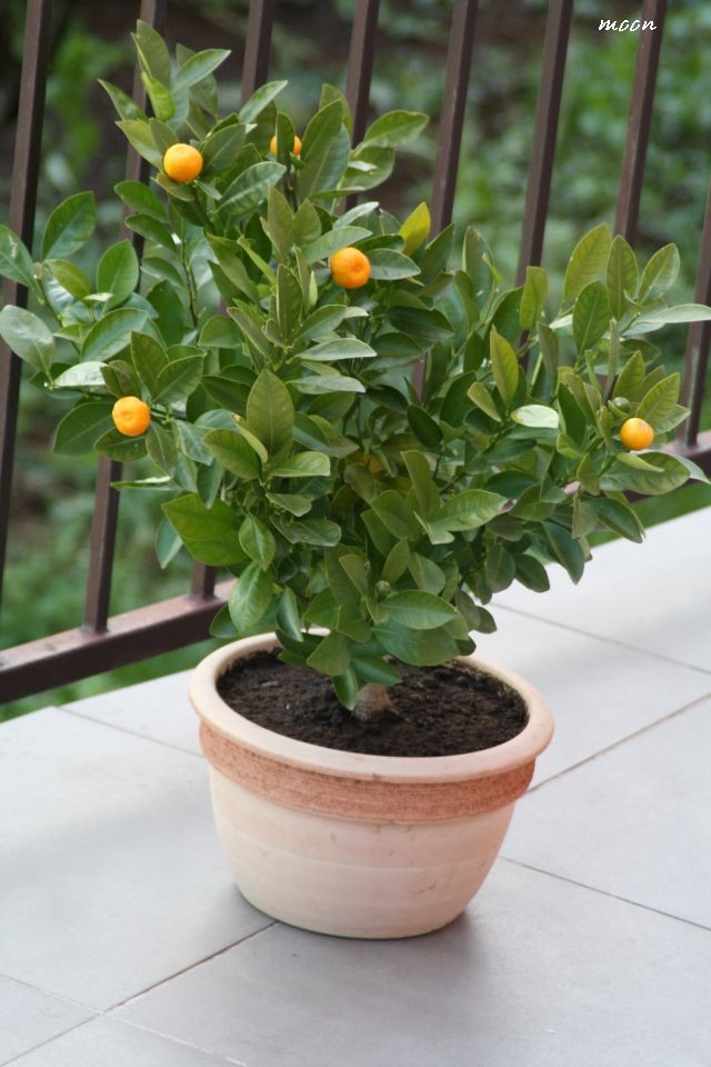 Calamondin